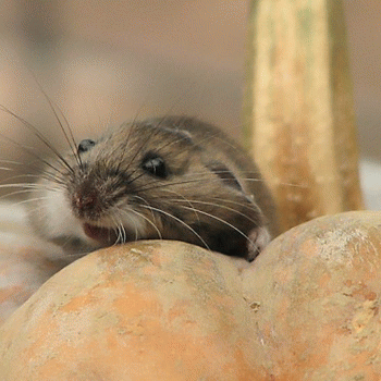 Sloth (USA-2) : Fall Is My Favorite Time of the Year!